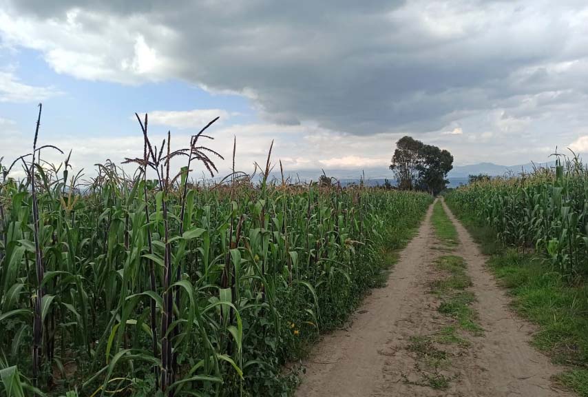 Corn field