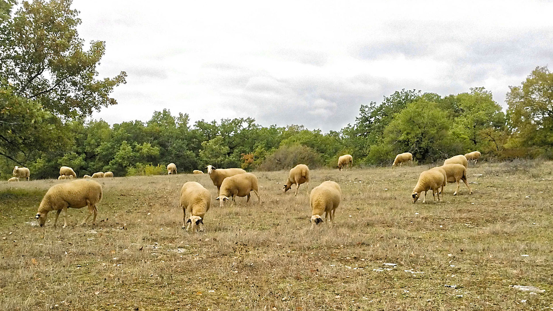 Dans le PNR des Causses du Quercy, troupeau de brebis Caussenarde, race locale reconnaissable à ses lunettes noires. 