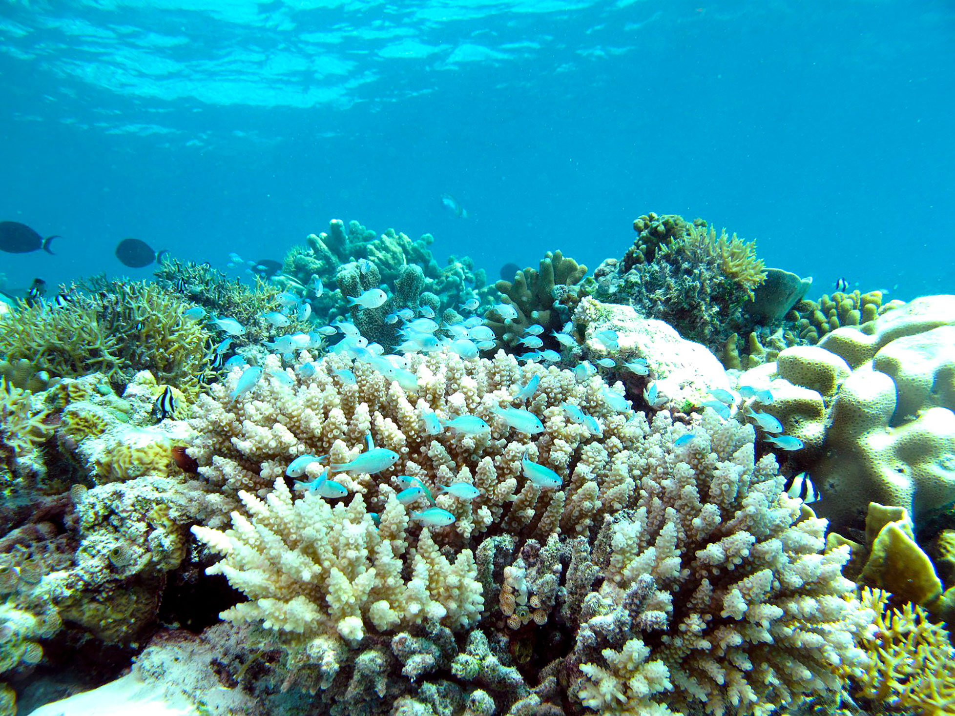 Overview of the biodiversity of coral ecosystems in the south-west Indian Ocean (Reunion Island).