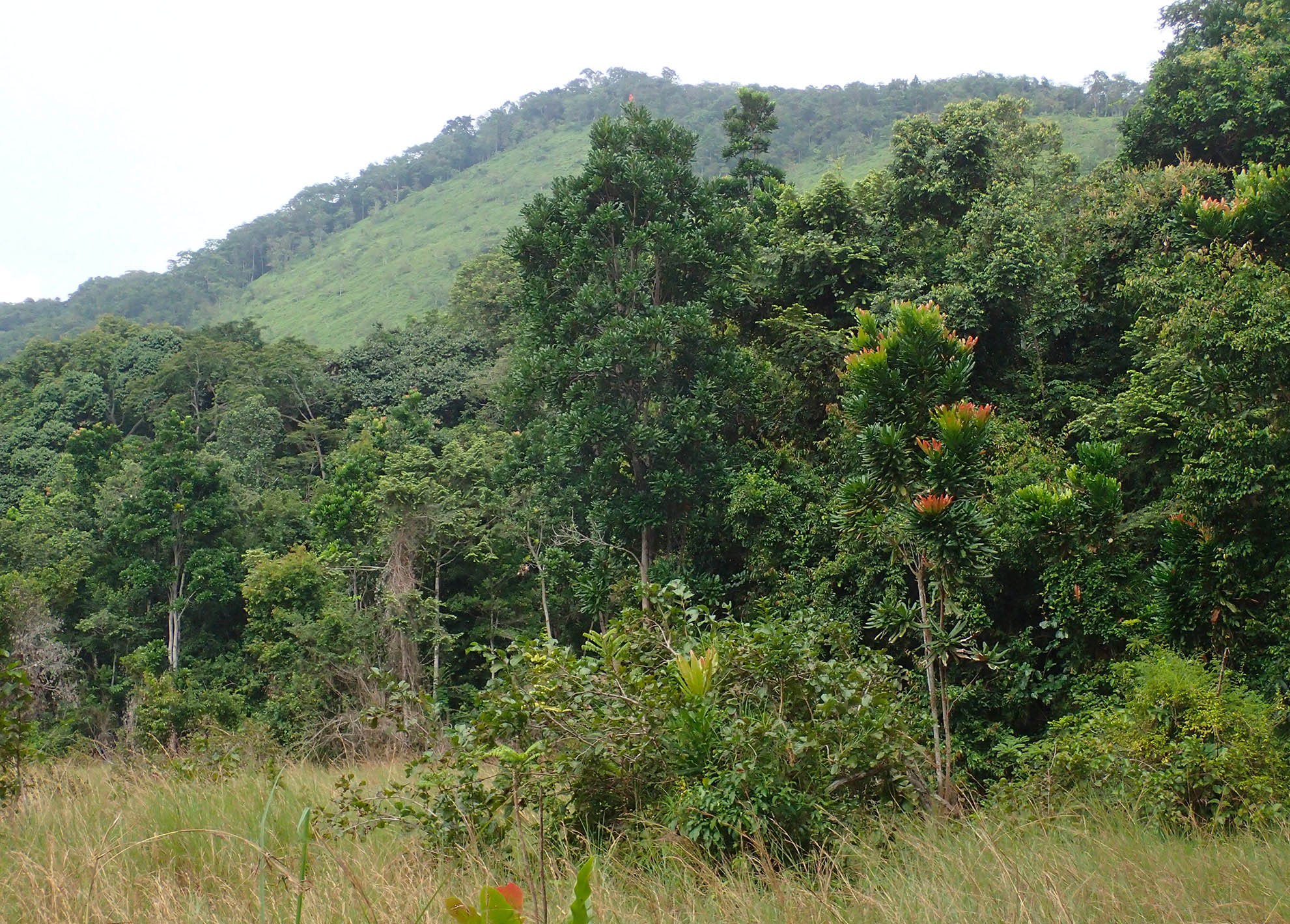 Dans le parc National de La Lopé au Gabon.