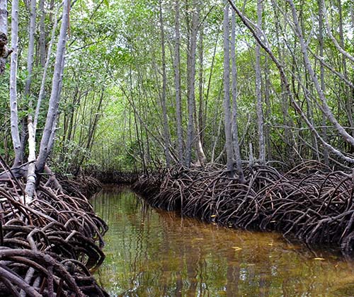 Mangrove Guyane