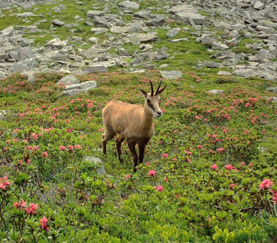 A chamois photographed by trap camera on a rhododendron moor in the Mont Blanc massif.