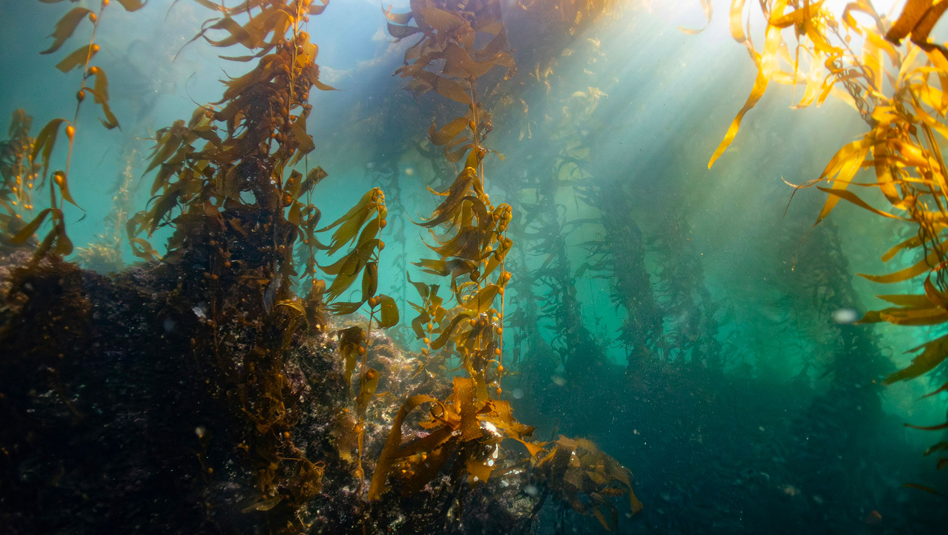 Kelp forests around Anacapa Island. Kelp forests around Anacapa Island.
