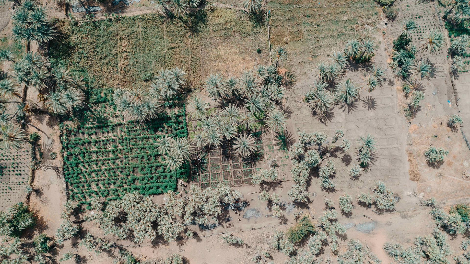Dalajajiram oasis basin, Niger, with moringa plants on the left and salad plants on the right. The PASAM project, financed by AFD, aims to improve food security by combating silting and restoring the basins through agro-ecological intensification of production.