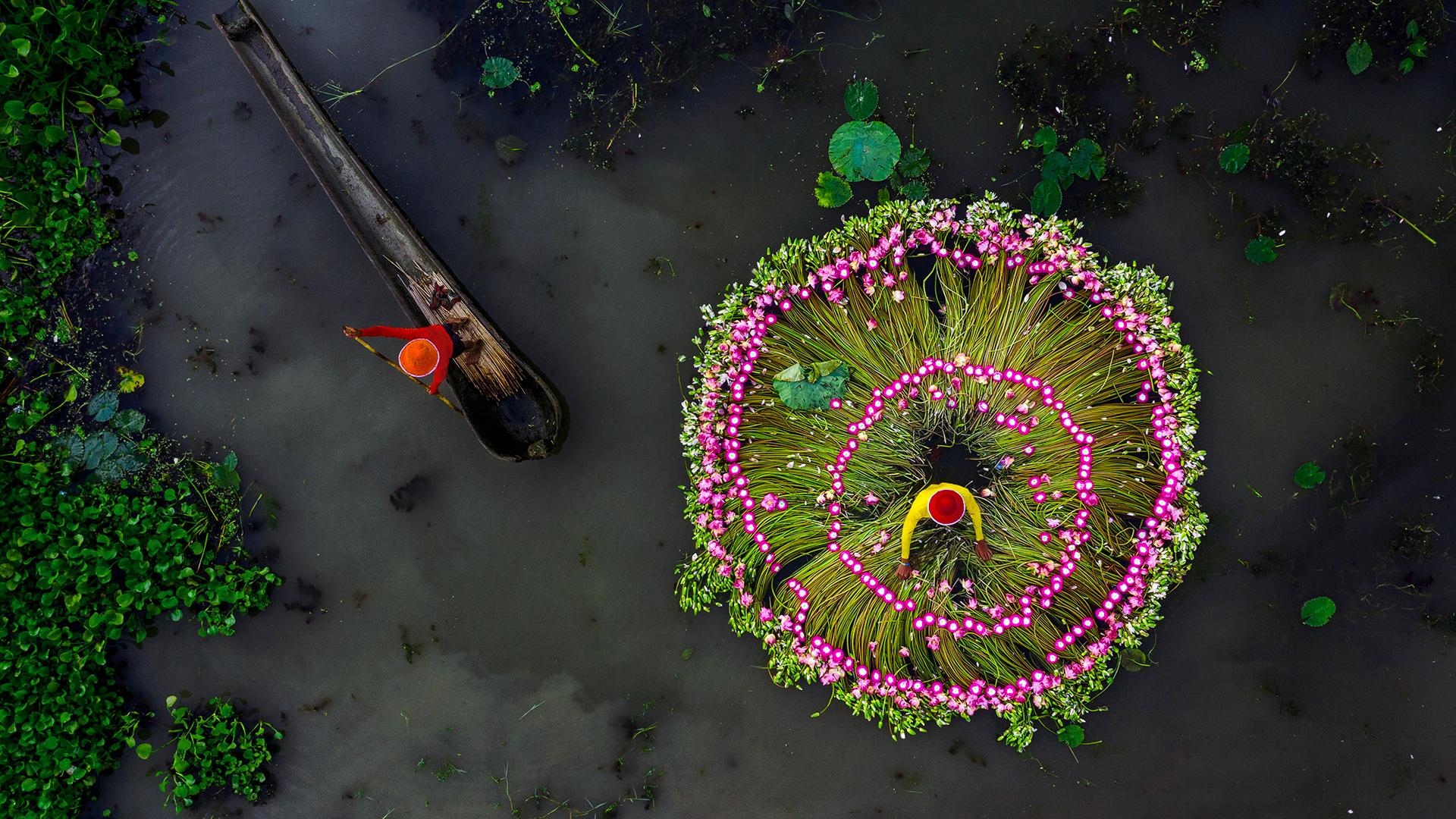 This astonishing view of the annual harvest of (edible) water lilies in Bengal may reflect the shared determination of SCO members: the future may look bleak, but there is a glimmer of hope if we all act together now.