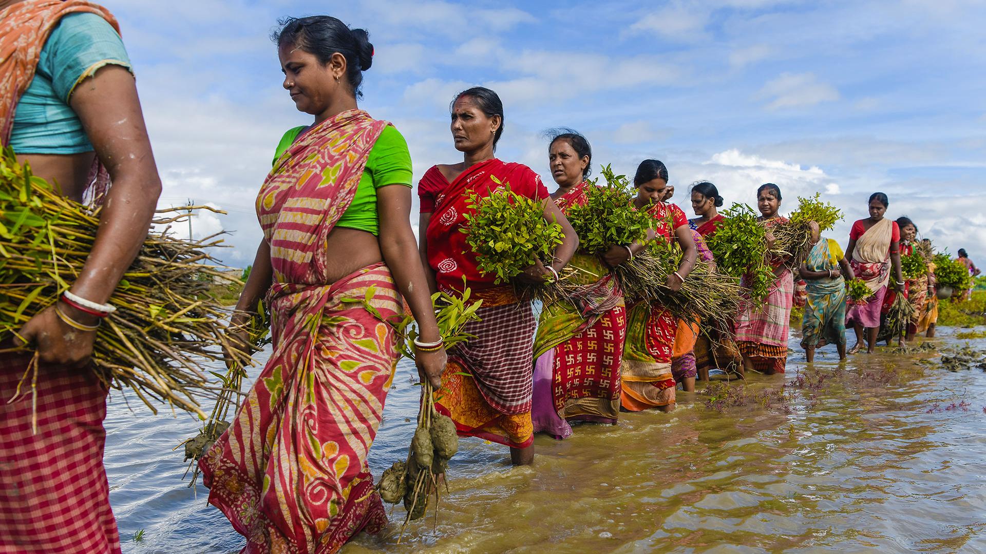 Just as these Indian women are moving forward with determination to replant their mangroves, SCO enters 2023 determined to deliver new operational tools, including global mangrove monitoring. 