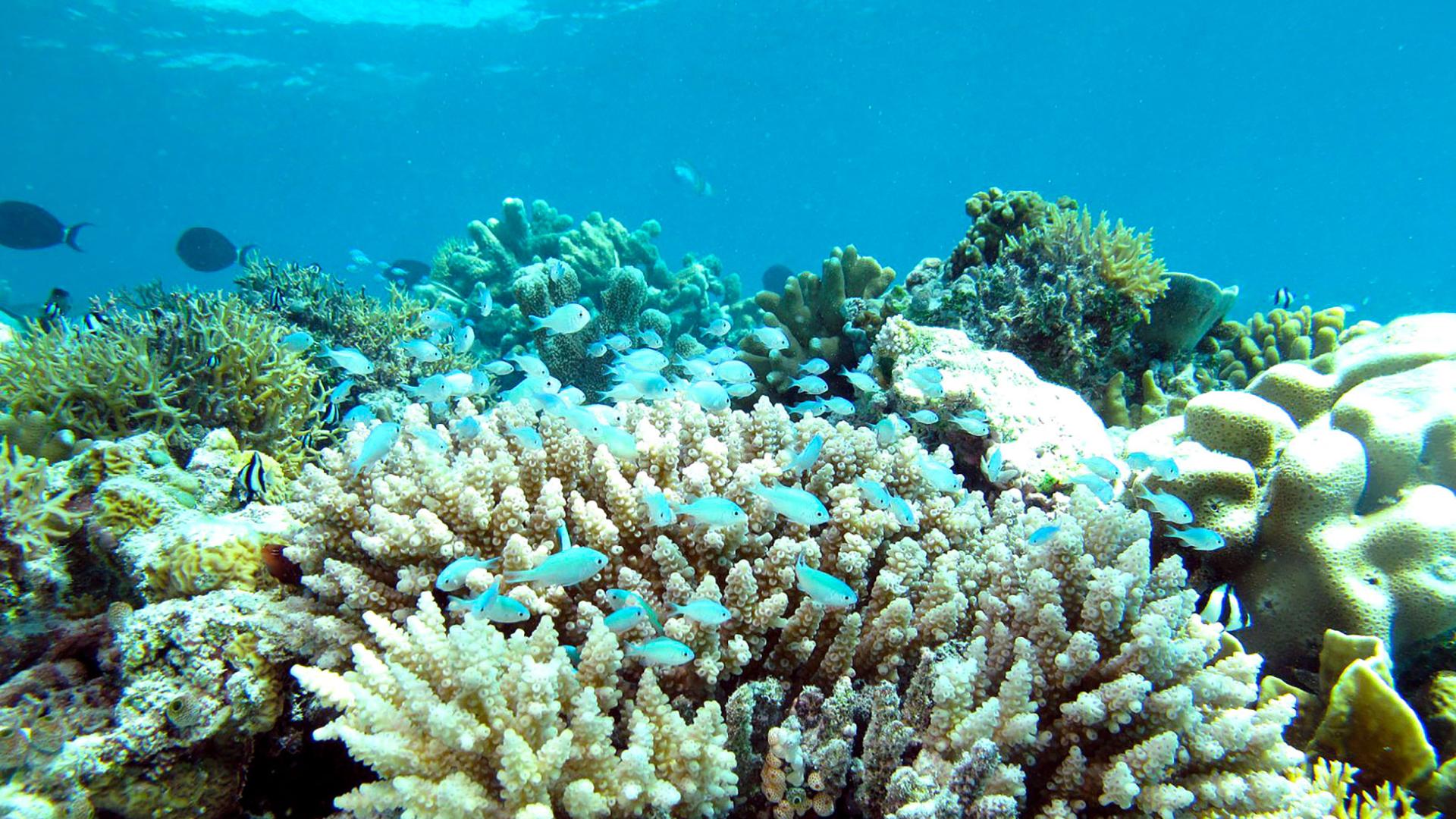 Overview of the biodiversity of coral ecosystems in the south-west Indian Ocean (Reunion Island).