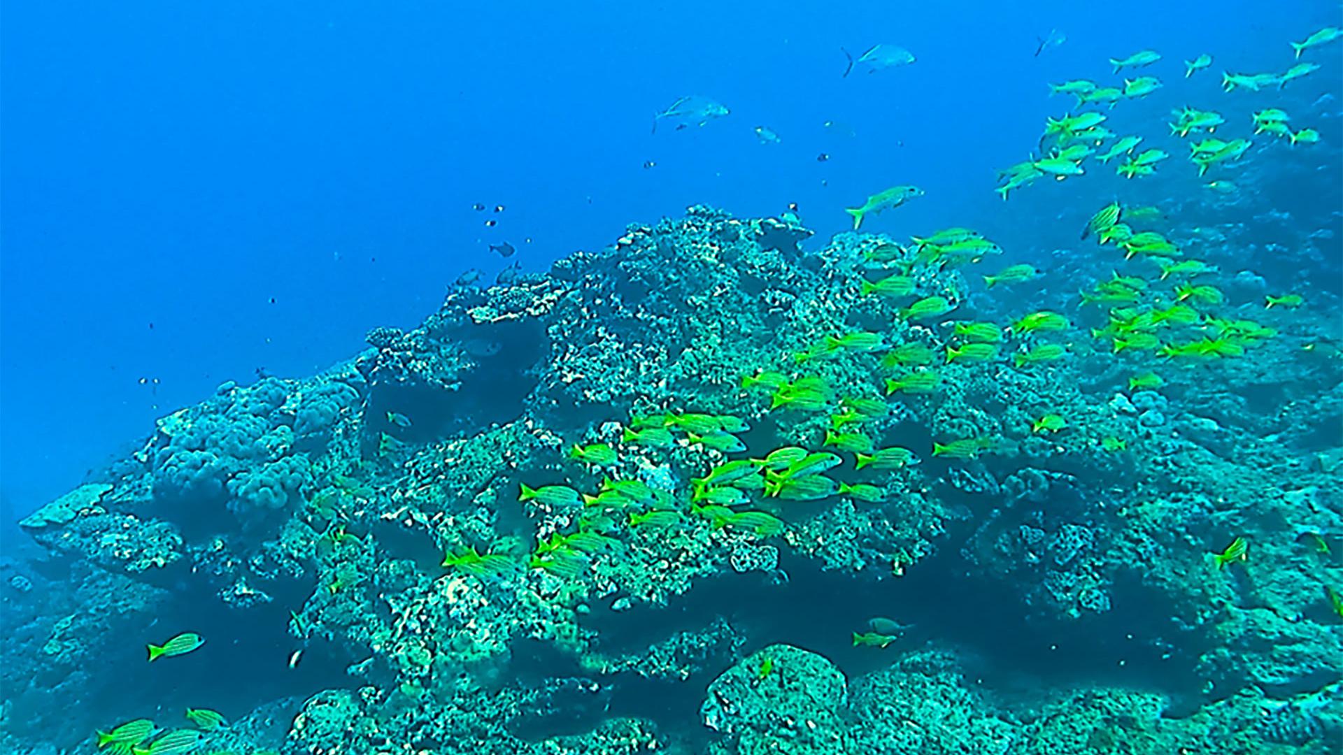 Fonds coralliens de la pente externe du site de La Réunion.