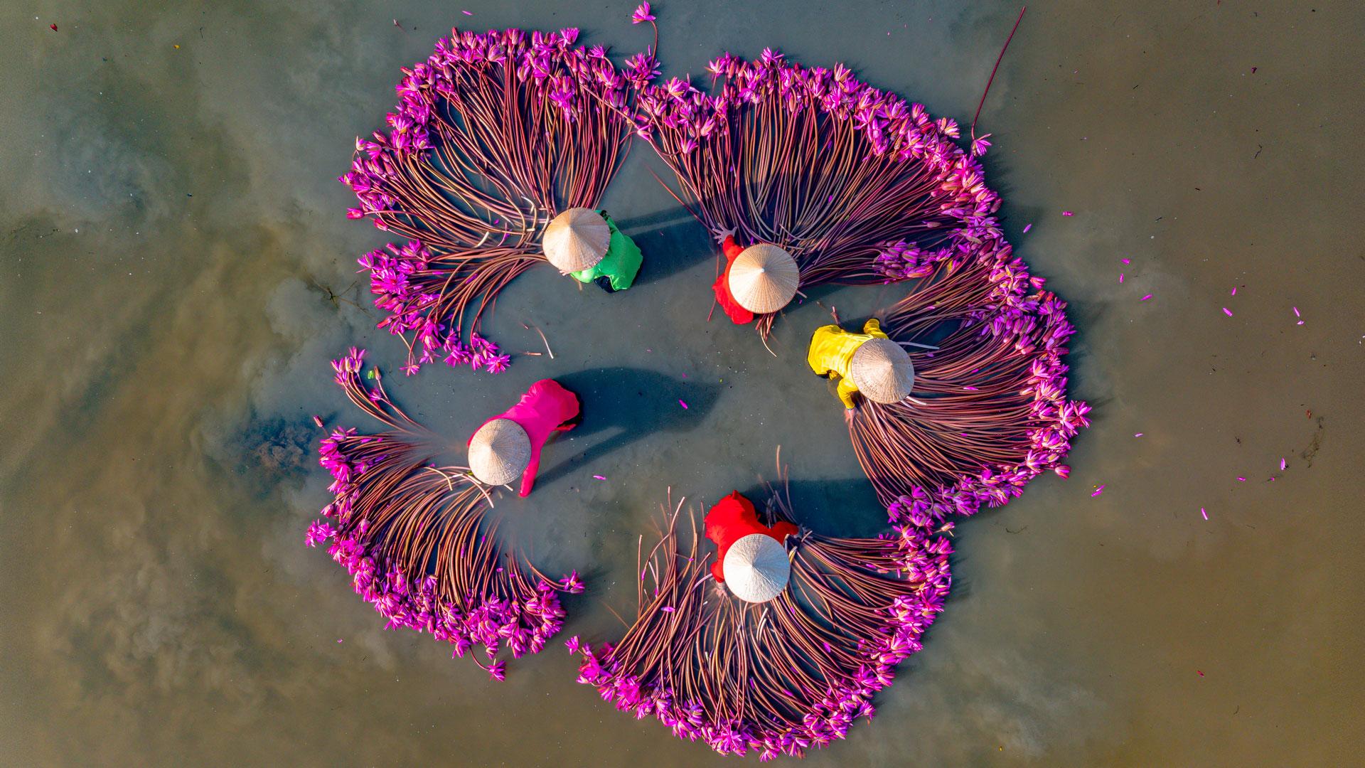 Harvesting water lilies in the Mekong Delta.