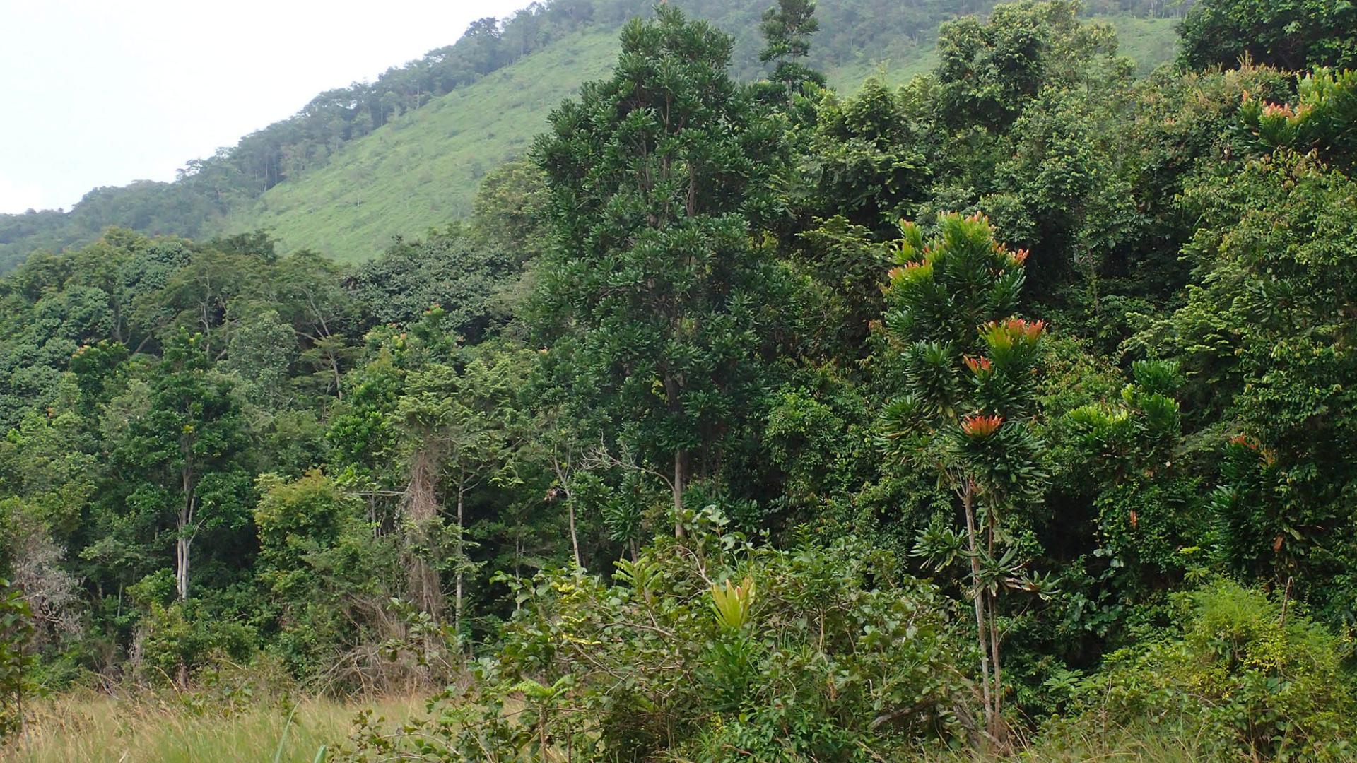 In La Lopé National Park in Gabon.