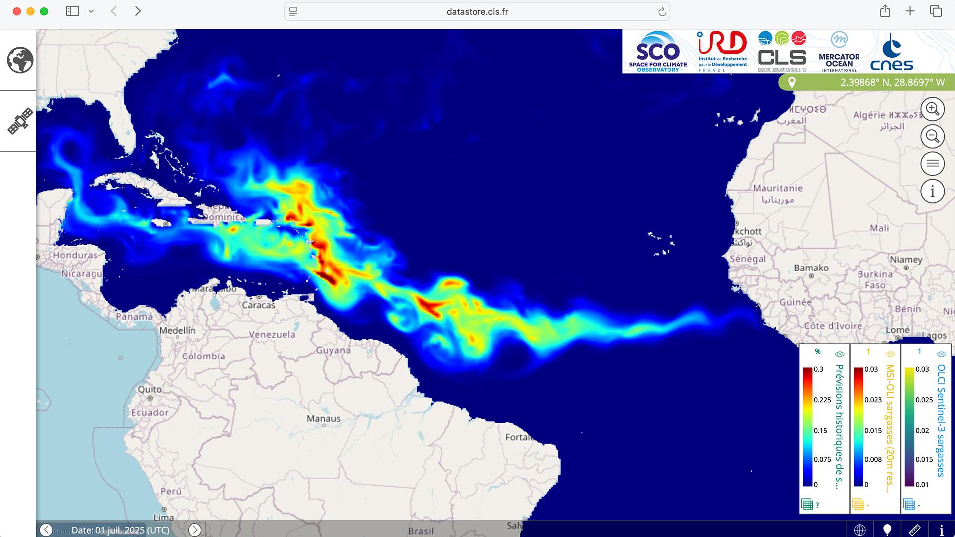 Prévision saisonnière de présence de Sargasses au 1er Juillet 2025 dans l’interface SeSaM.
