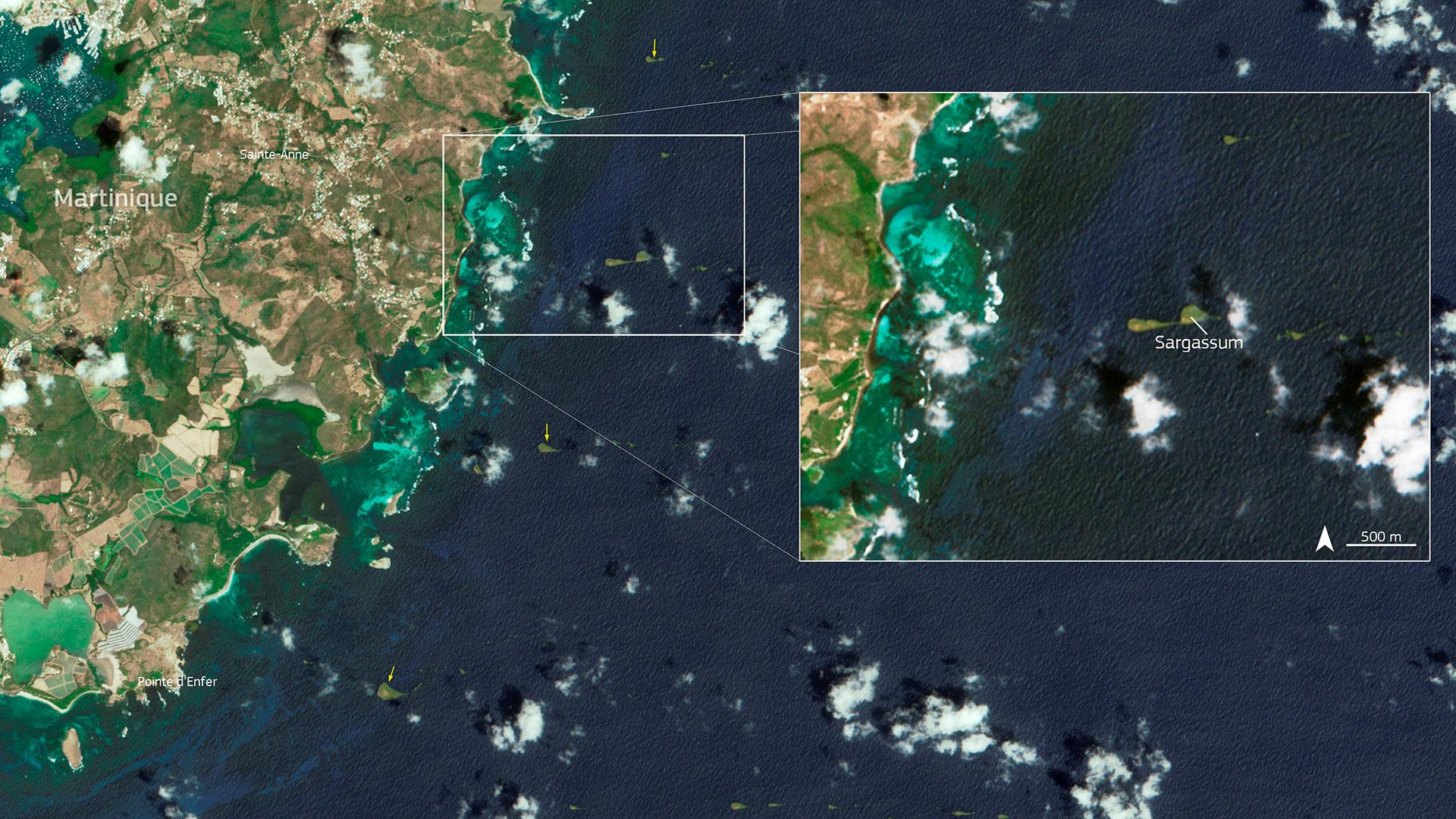 Banks of sargassum floating off Martinique as seen by Sentinel-2 on 14 March 2023.