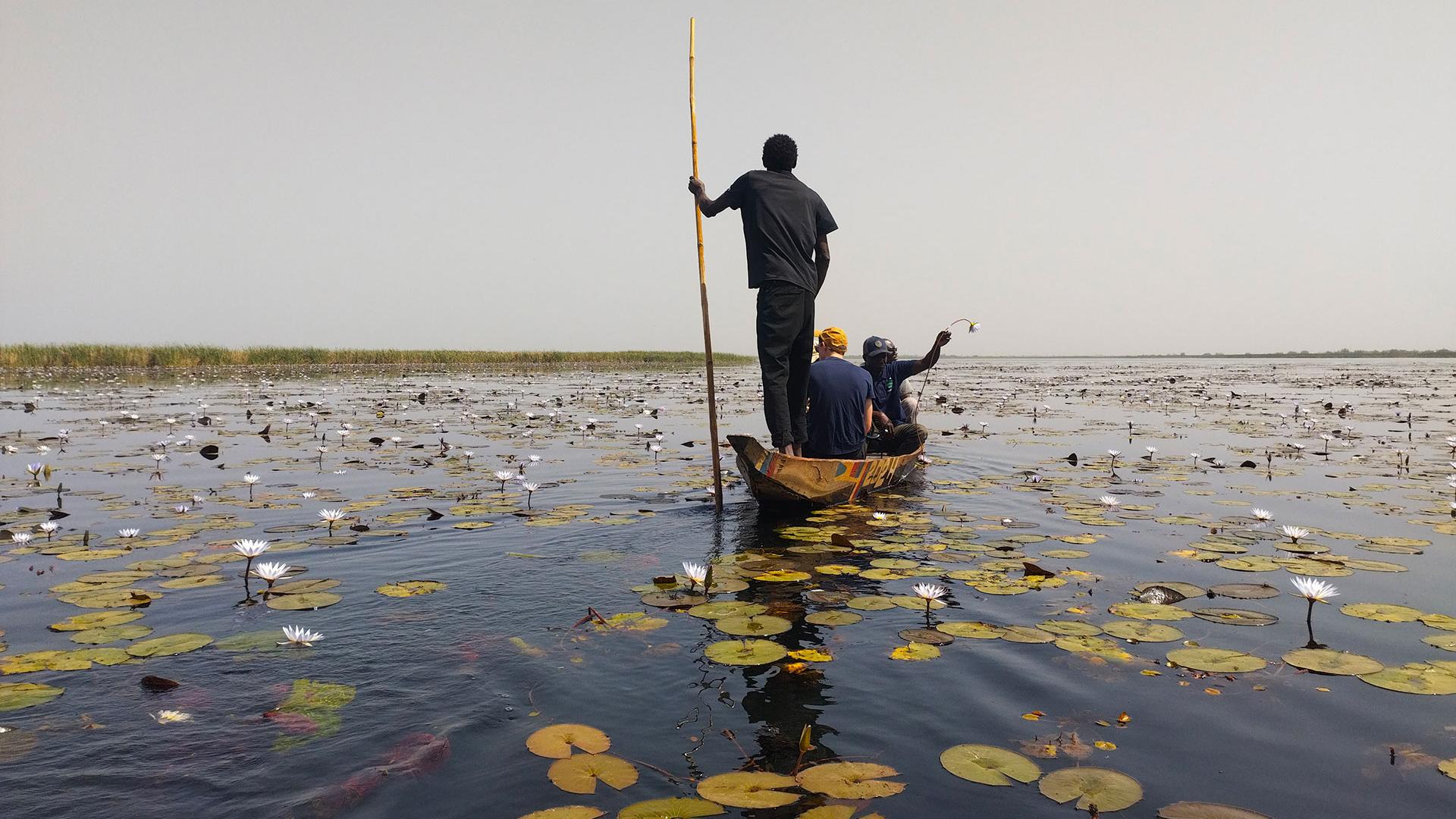 In a pirogue on the heavily vegetated Lake Waima, collecting water samples. 