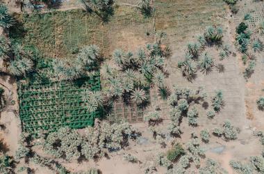 Dalajajiram oasis basin, Niger, with moringa plants on the left and salad plants on the right. The PASAM project, financed by AFD, aims to improve food security by combating silting and restoring the basins through agro-ecological intensification of production.