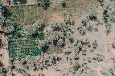 Cuvette oasienne de Dalajajiram, au Niger, avec des plants de moringa à gauche et de salades à droite. Ces petites exploitations constituant la base des systèmes de vie des populations, le projet PASAM, financé par l’AFD, vise à améliorer la sécurité alimentaire en luttant contre l’ensablement et en restaurant les cuvettes par l’intensification agroécologique de la production.