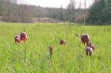 Cinereous Fritillary or Coccigrole