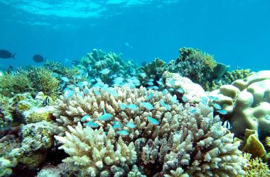 Overview of the biodiversity of coral ecosystems in the south-west Indian Ocean (Reunion Island).