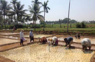 Plantations de riz en Inde