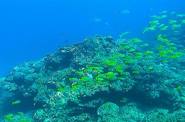 Coral beds on the outer slope of the Réunion site.