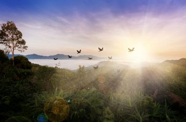 La migration des oiseaux est en soi un indicateur du changement climatique. 