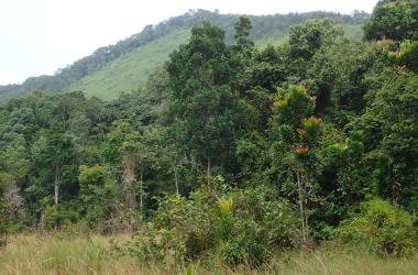 In La Lopé National Park in Gabon.