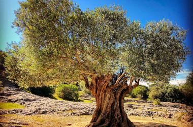 With SCOLive, the olive tree becomes a marker of climate change in the Grasse region.