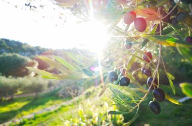 SCOLive relies on "citizen", geolocated and time-stamped information to map olive trees and use them as a bio-indicator of climate change