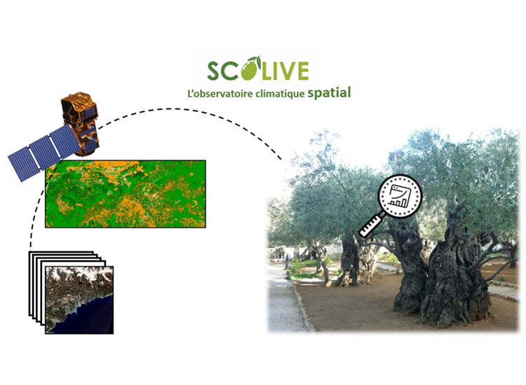 SCOLive observatoire